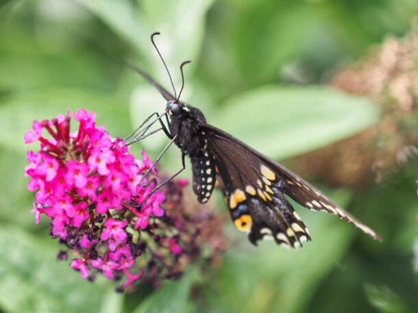 Female Black Swallowtail on Butterfly Bush 4