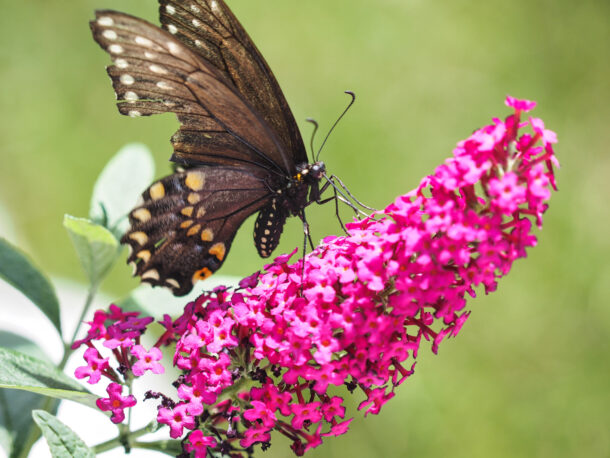 Female Black Swallowtail on Butterfly Bush 5