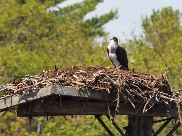Osprey on Nesting Platform