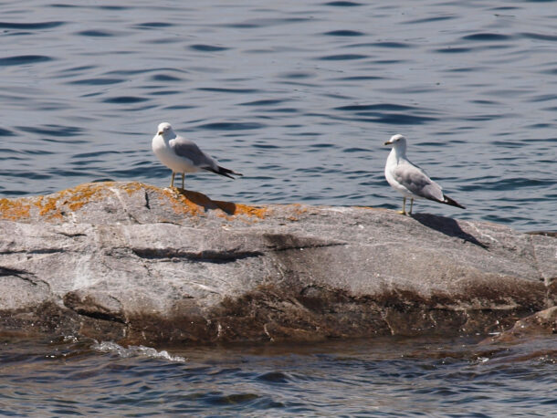 Two Seagulls on a Lichen-covered Rock